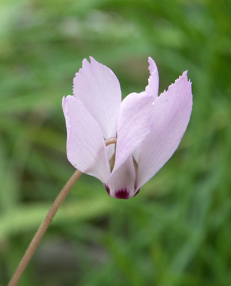 Изображение особи Cyclamen mirabile.