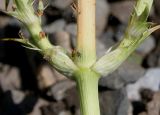 Eryngium pandanifolium