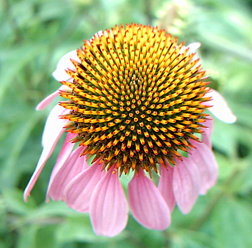 Image of Echinacea purpurea specimen.