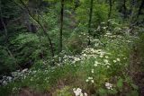 Смотреть изображение Pyrethrum corymbosum