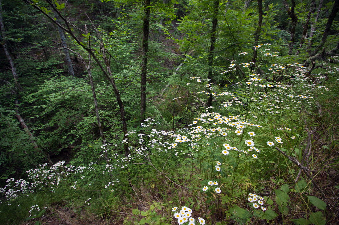 Image of Pyrethrum corymbosum specimen.