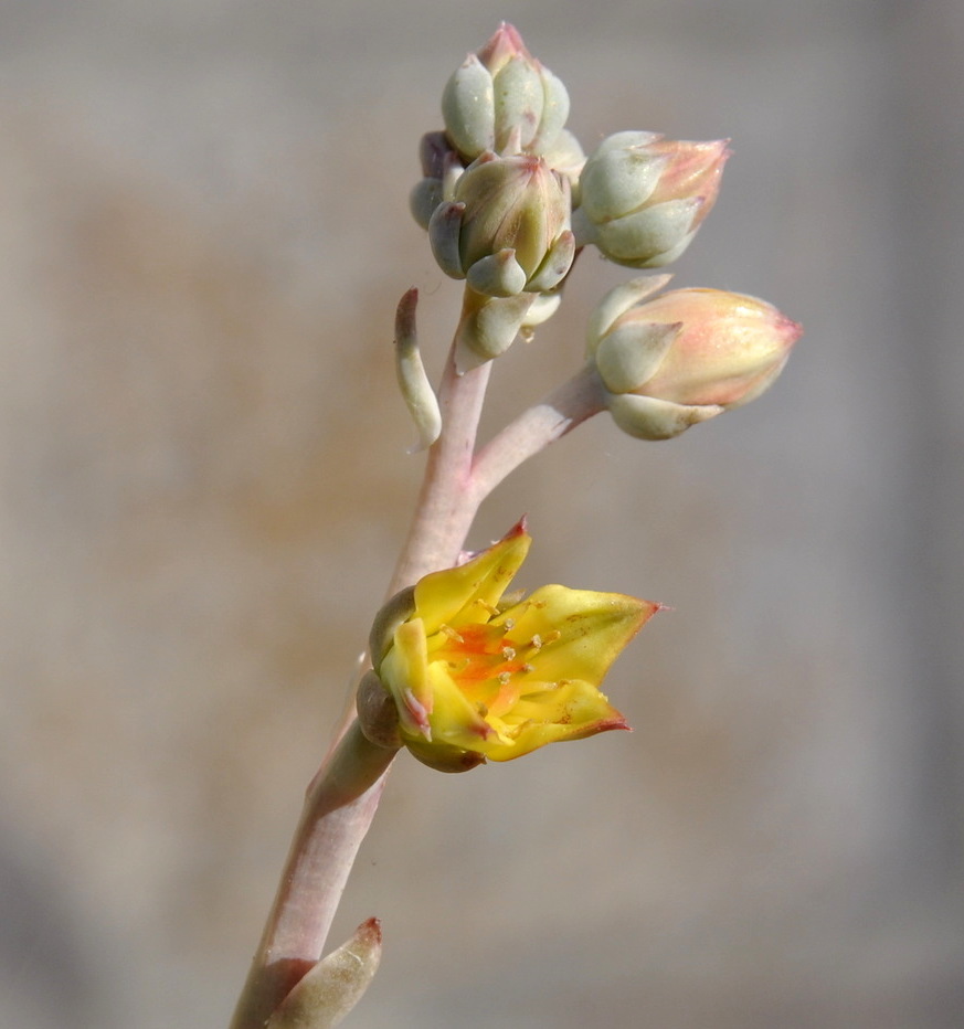 Image of genus &times; Graptoveria specimen.