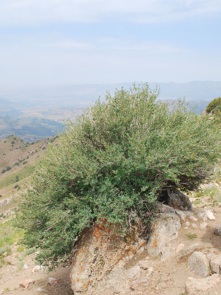 Image of Lonicera microphylla specimen.