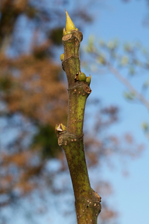 Image of Ficus carica specimen.