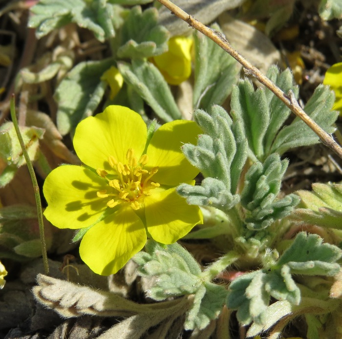 Image of Potentilla acaulis specimen.