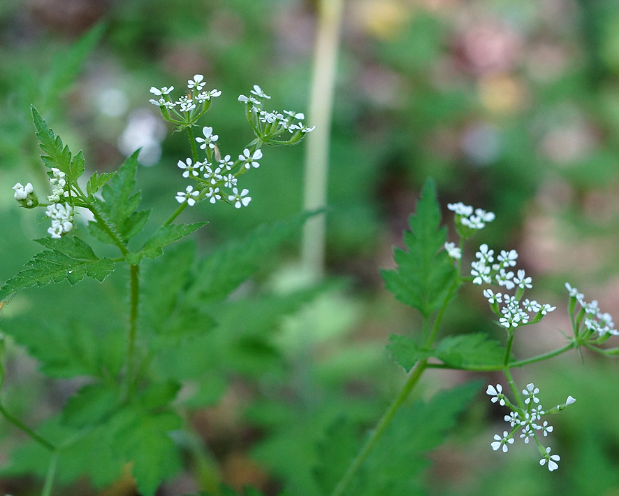 Изображение особи семейство Apiaceae.