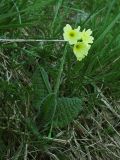 Primula poloninensis. Цветущее растение. Украина, Закарпатская обл., Раховский р-н, хр. Черногора, каменистый склон в субальпийском поясе у тающего снежника, 1900 м н.у.м. 16 июля 2007 г.