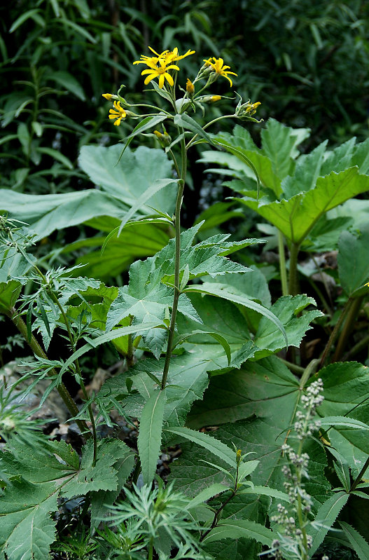 Image of Senecio sarracenicus specimen.