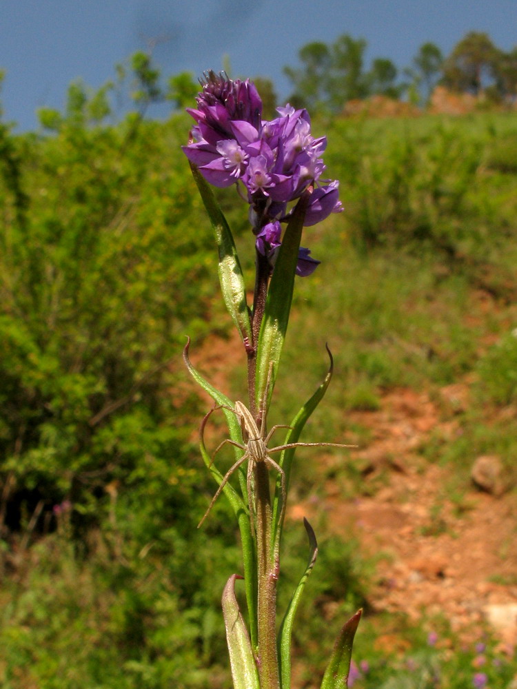 Image of Polygala wolfgangiana specimen.