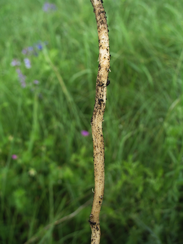 Image of Linaria biebersteinii specimen.