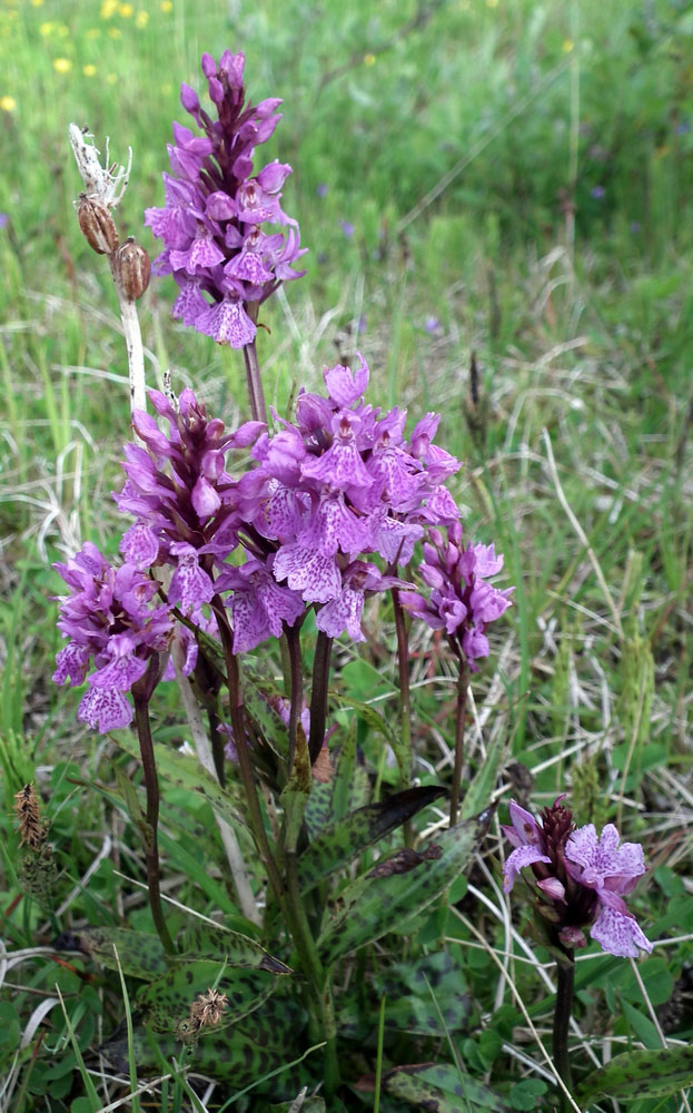 Image of Dactylorhiza psychrophila specimen.