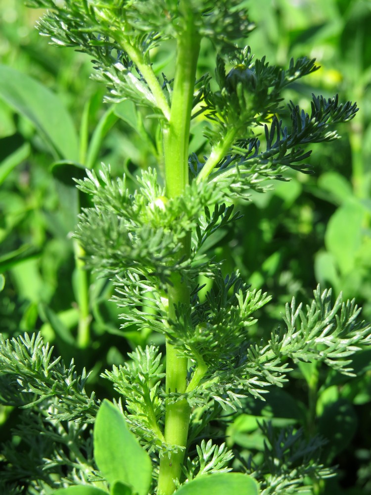 Image of Matricaria discoidea specimen.