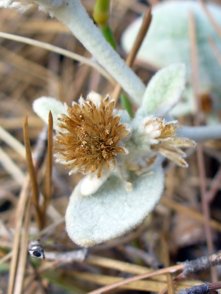 Image of Inula heterolepis specimen.