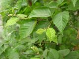 Betula ermanii. Ветвь с листьями. Камчатский край, Елизовский р-н.