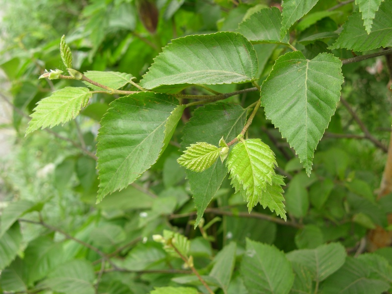 Изображение особи Betula ermanii.