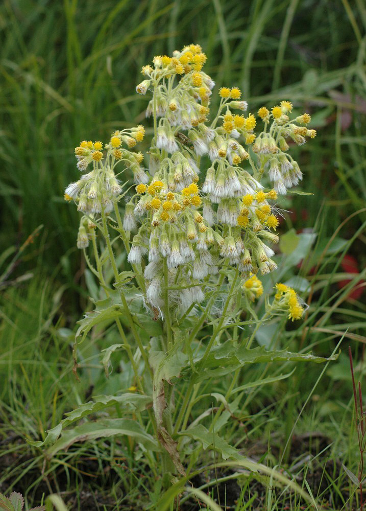 Изображение особи Tephroseris palustris.