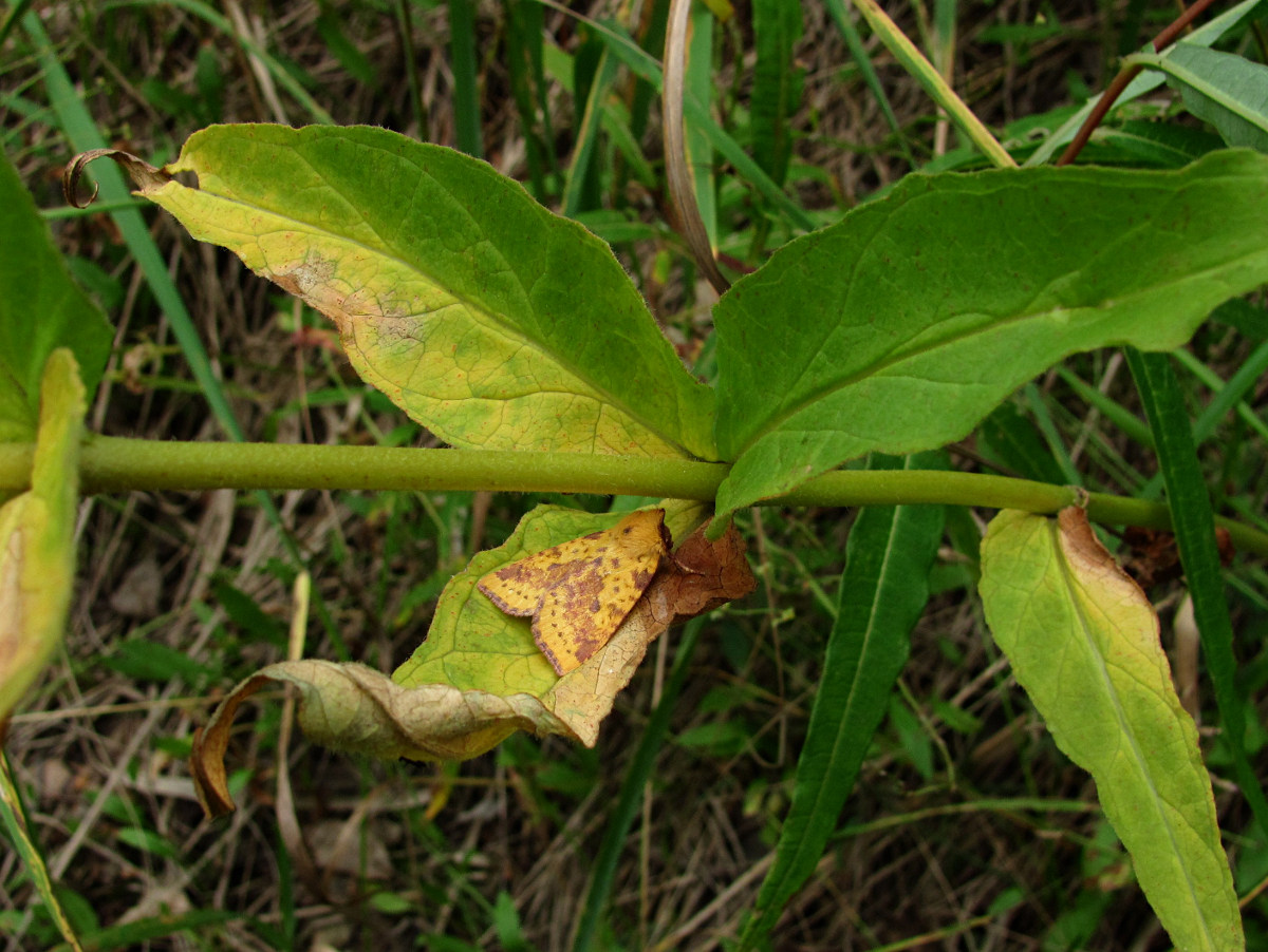 Изображение особи Lysimachia vulgaris.