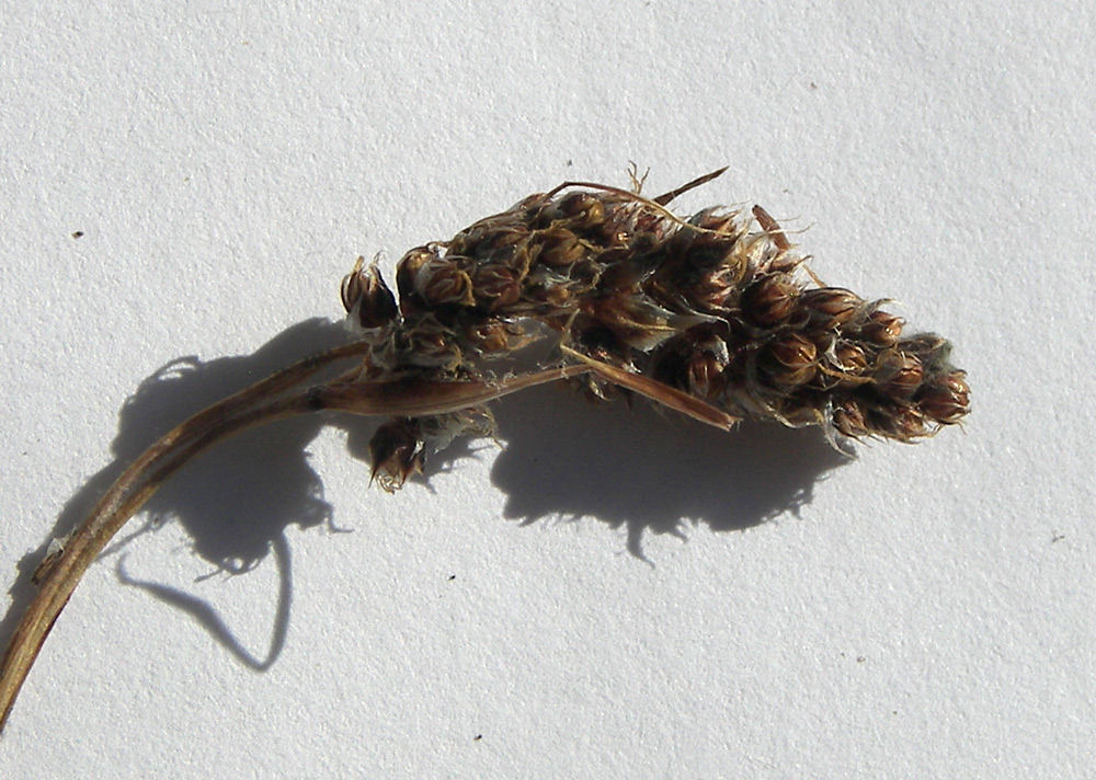 Image of Luzula spicata specimen.