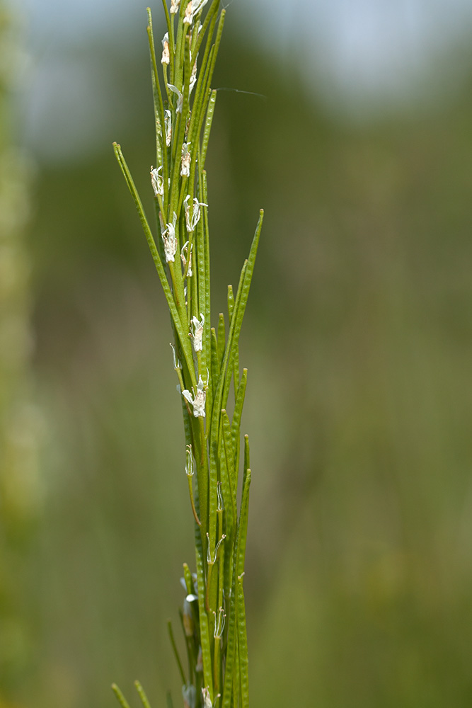 Image of Arabis gerardii specimen.