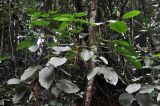 Donax canniformis. Верхушка плодоносящего растения. Таиланд, национальный парк Си Пханг-нга, влажный тропический лес. 20.06.2013.