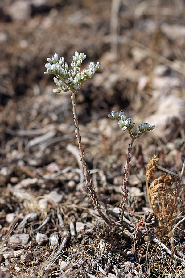 Image of Sedum alberti specimen.