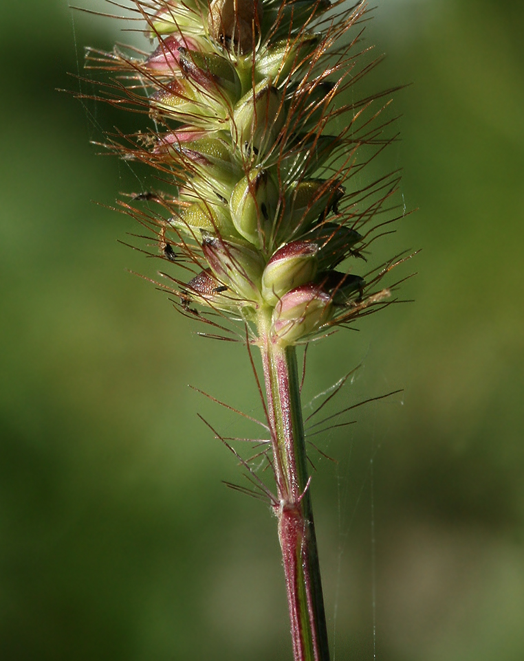 Image of Setaria pumila specimen.