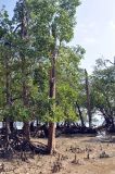 Sonneratia alba. Взрослые деревья во время отлива. Андаманские острова, остров Лонг, песчаный пляж. 07.01.2015.