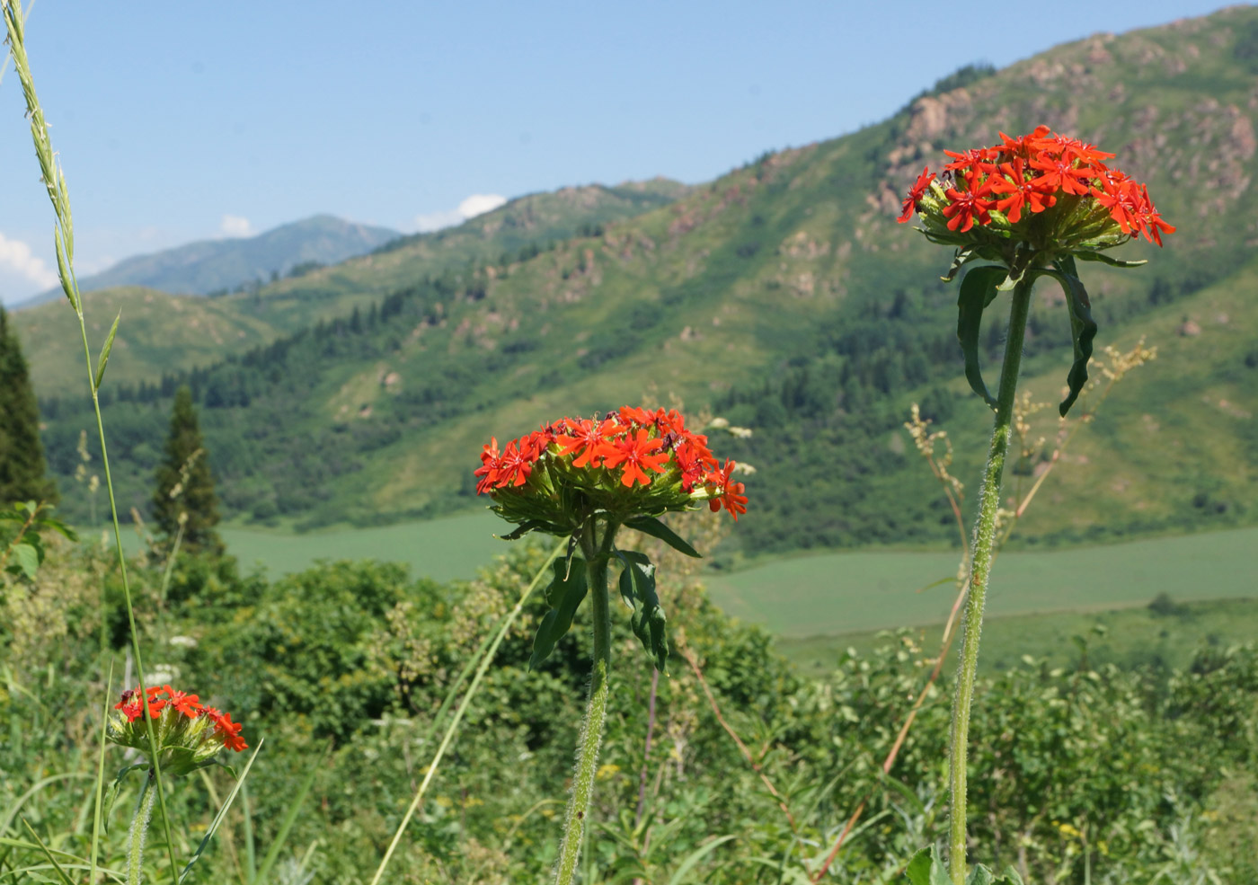 Изображение особи Lychnis chalcedonica.