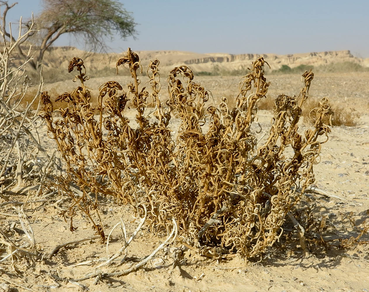 Image of Suaeda aegyptiaca specimen.