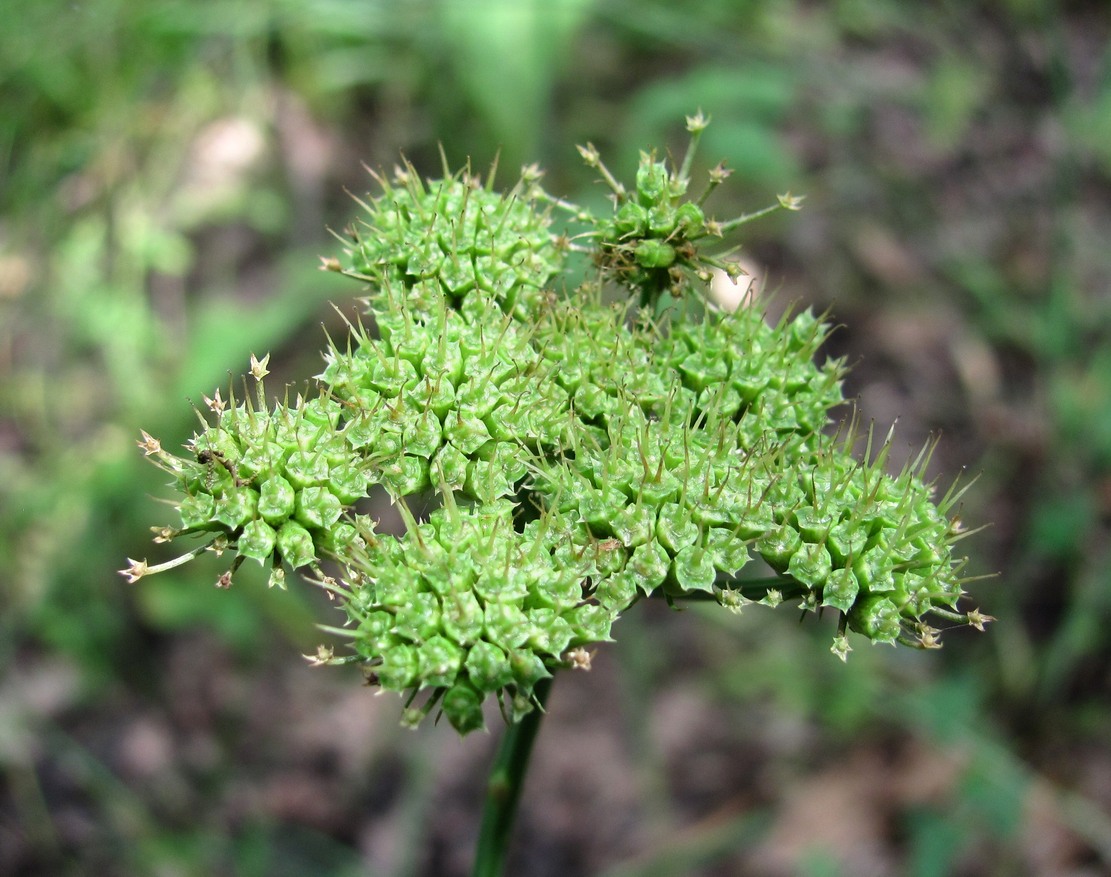 Изображение особи Oenanthe pimpinelloides.