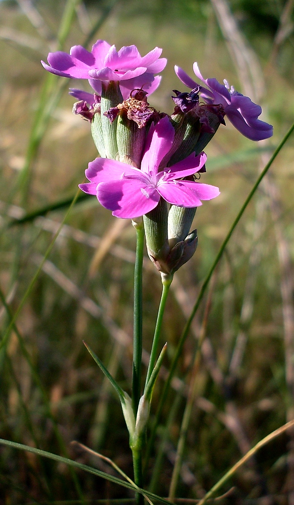 Image of Dianthus polymorphus specimen.