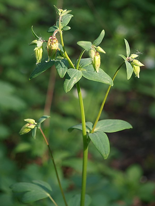 Image of Aquilegia vulgaris specimen.