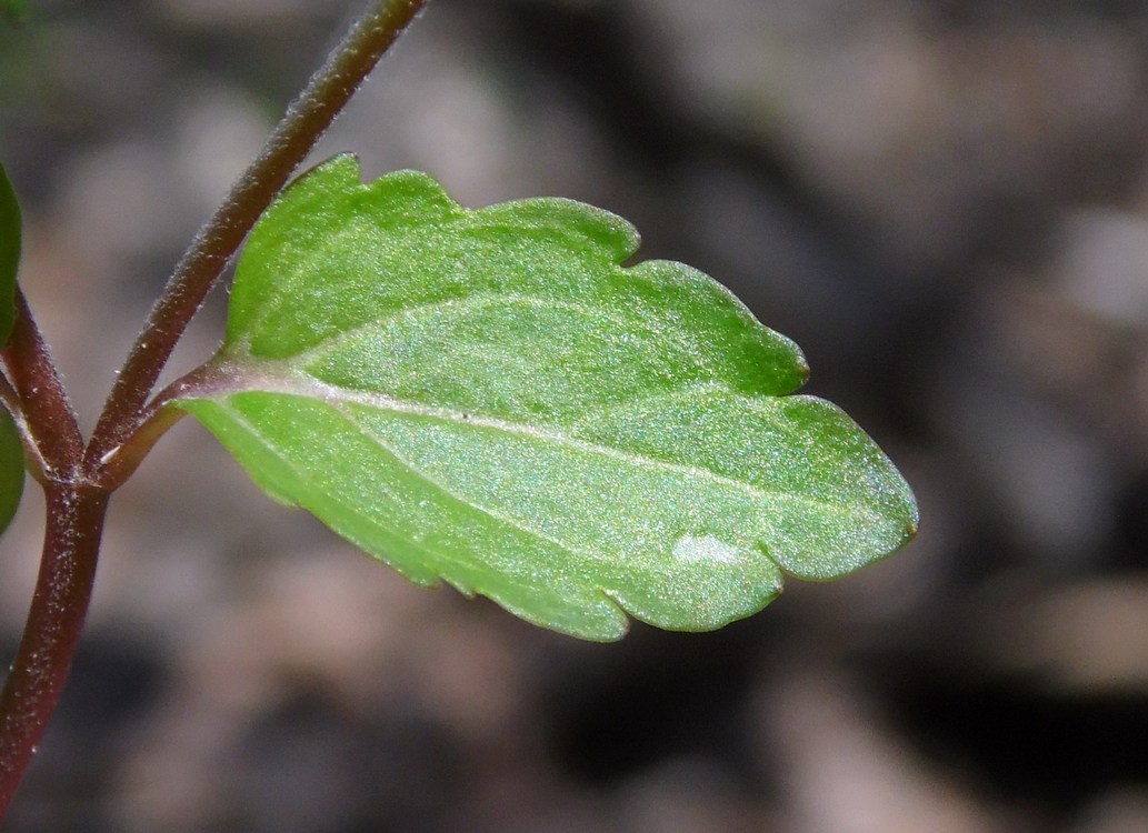 Image of Veronica umbrosa specimen.