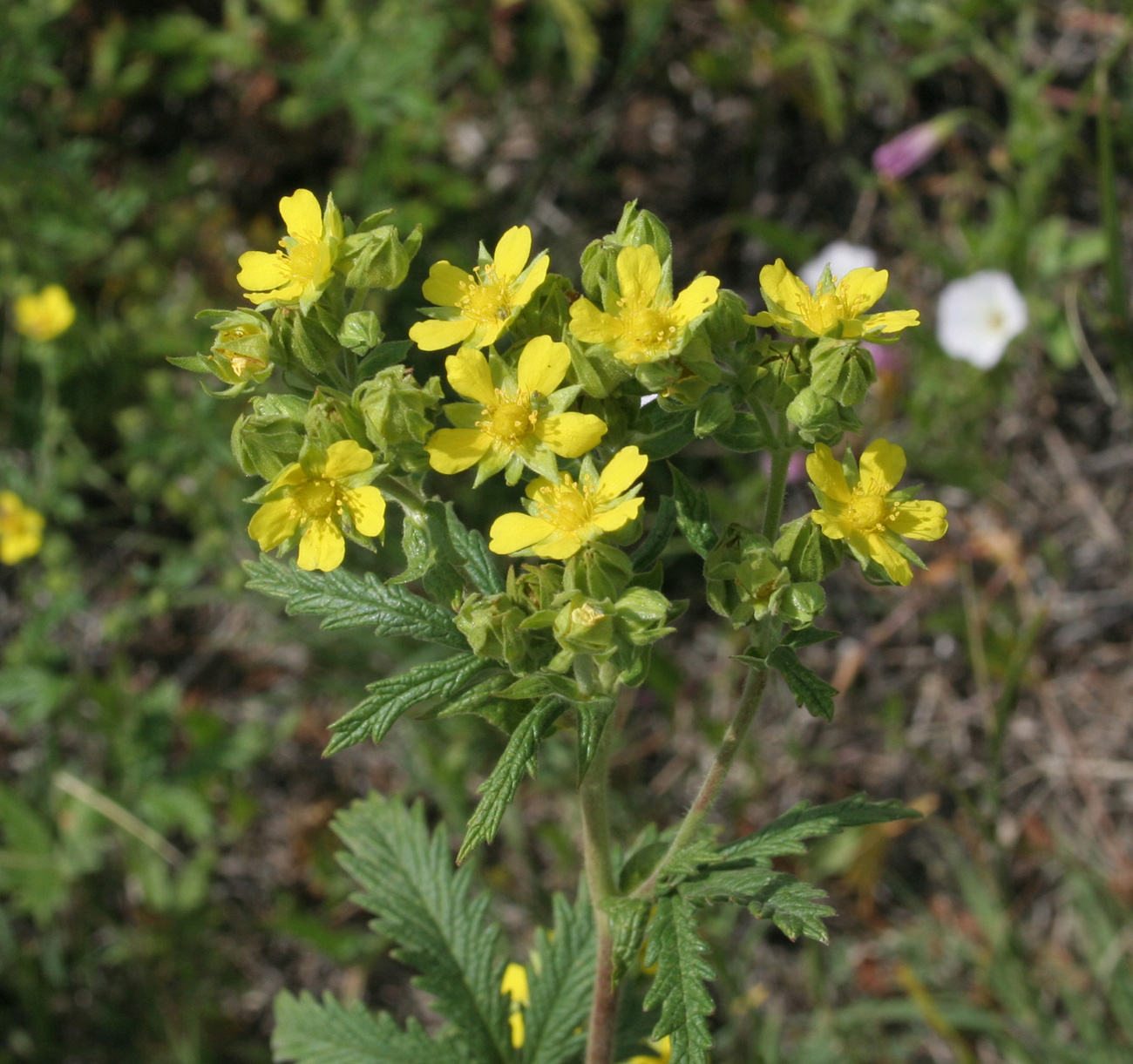 Image of Potentilla tanacetifolia specimen.