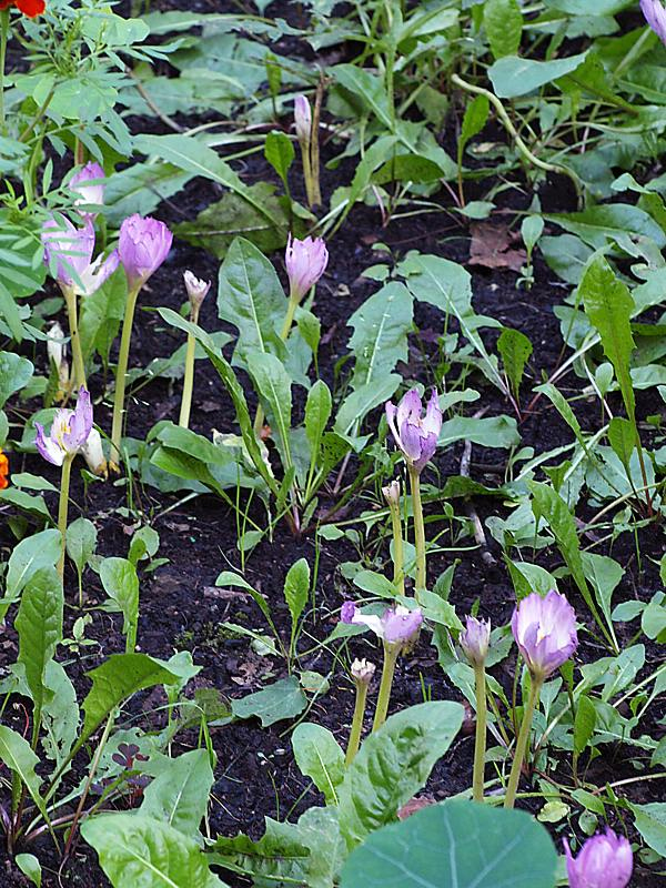 Изображение особи род Colchicum.