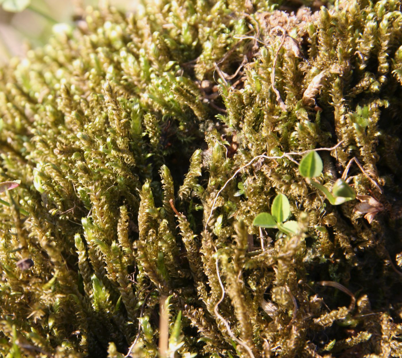 Image of Calliergonella lindbergii specimen.