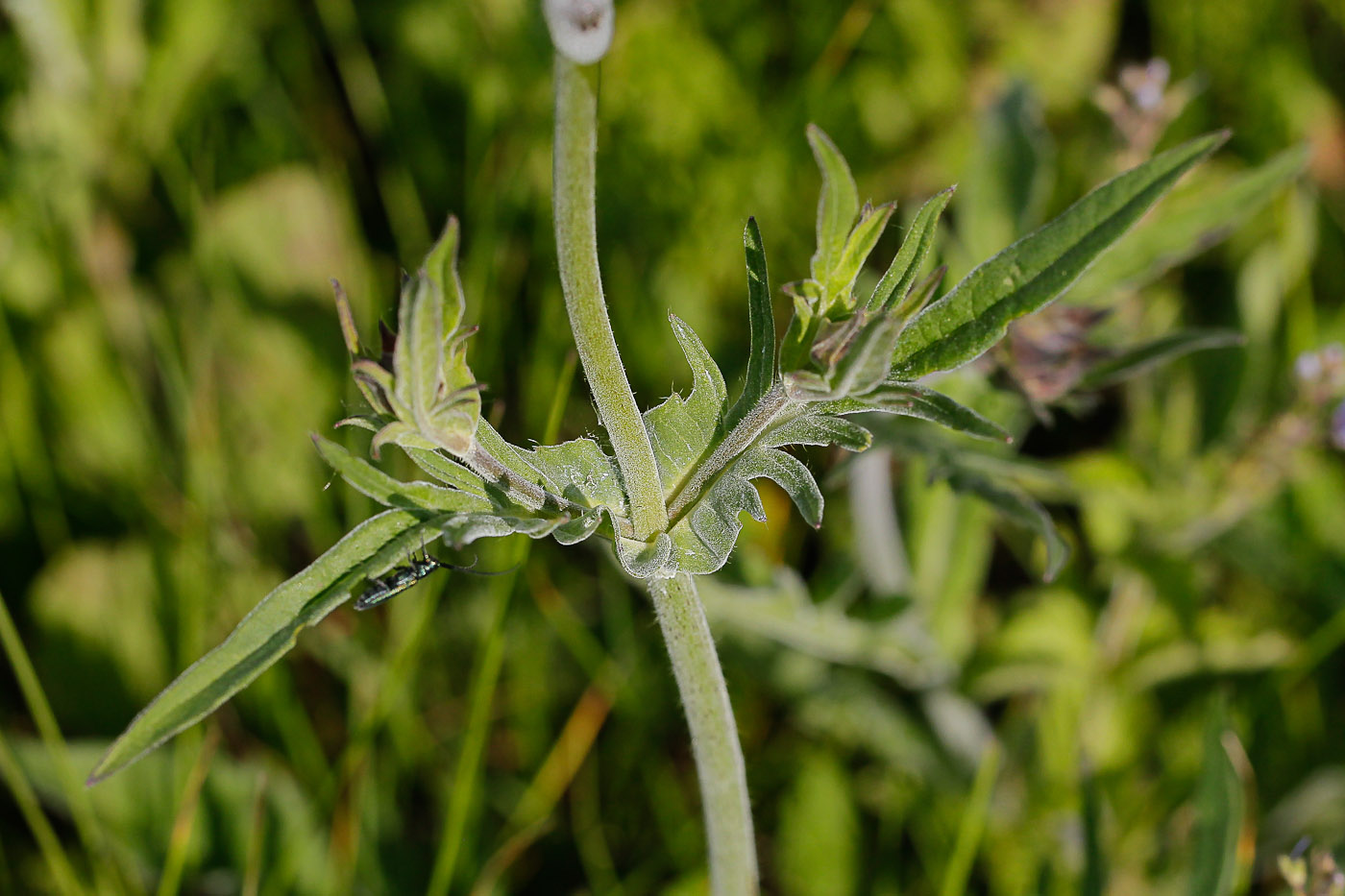 Image of Knautia arvensis specimen.