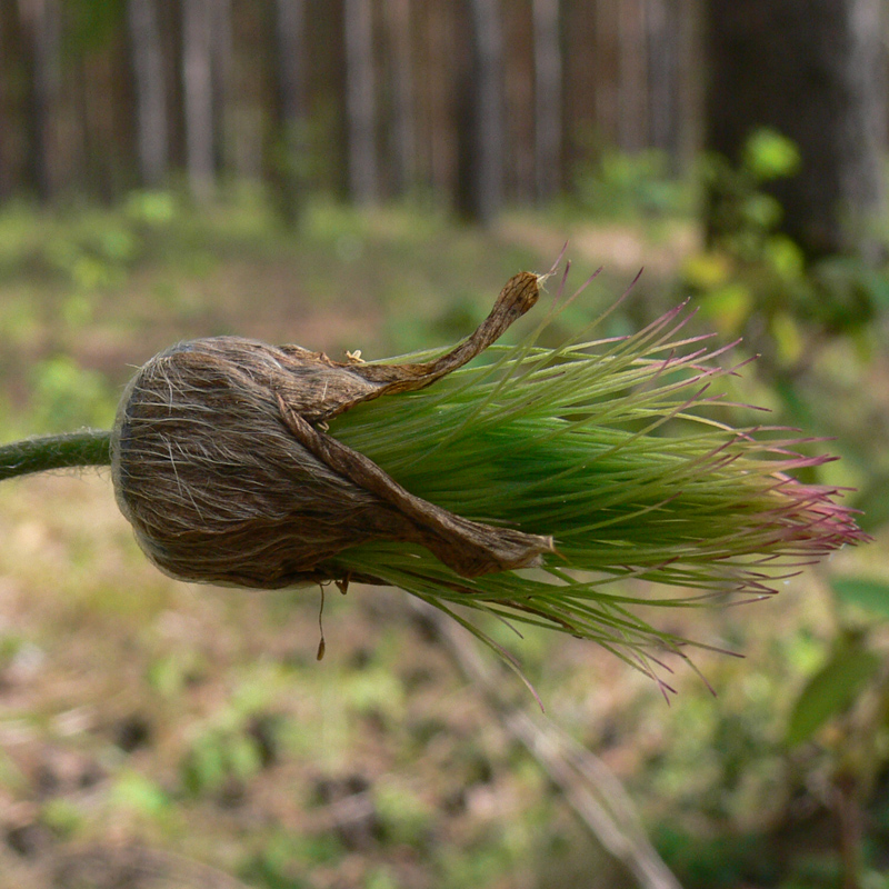 Image of Pulsatilla uralensis specimen.