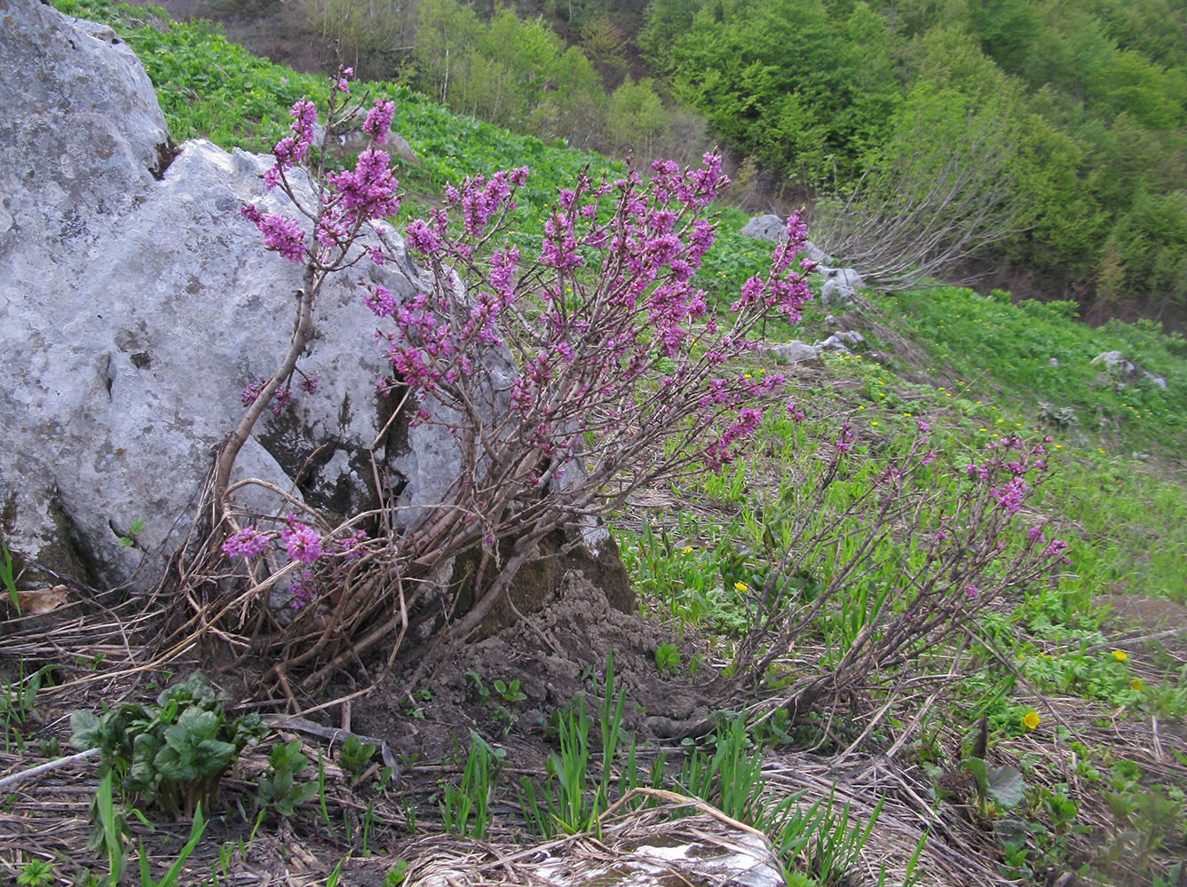 Image of Daphne mezereum specimen.