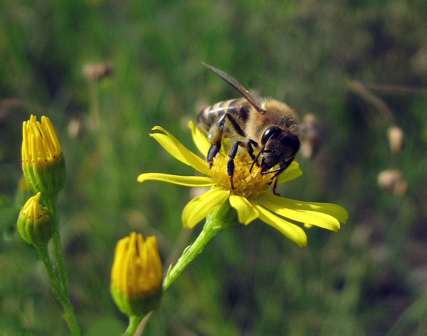 Image of Senecio jacobaea specimen.