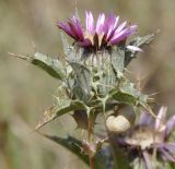 Carlina lanata