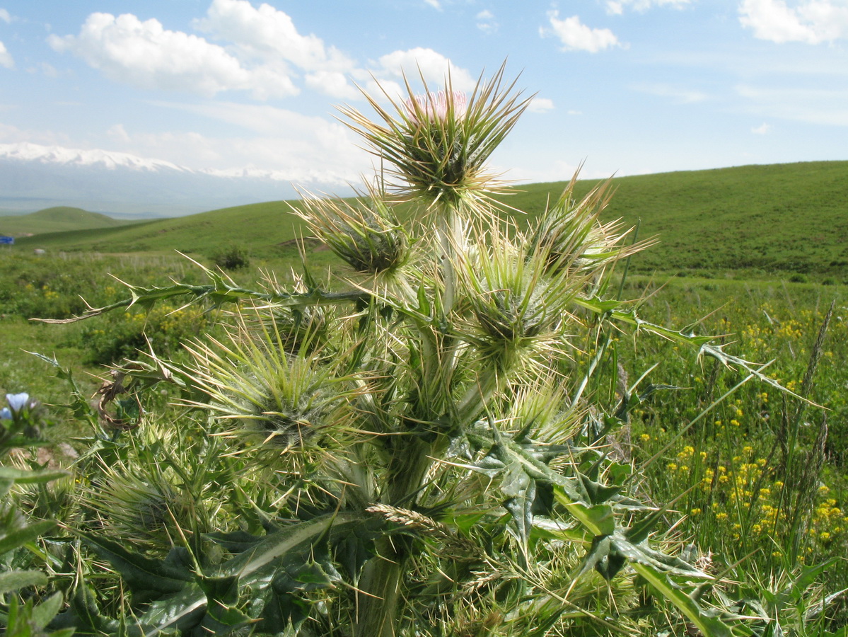 Изображение особи Cirsium semenowii.