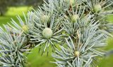 Cedrus atlantica