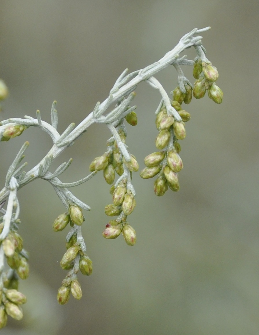 Image of Artemisia santonicum specimen.