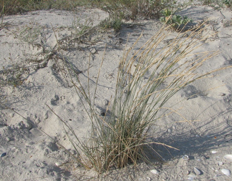 Image of Elytrigia bessarabica specimen.