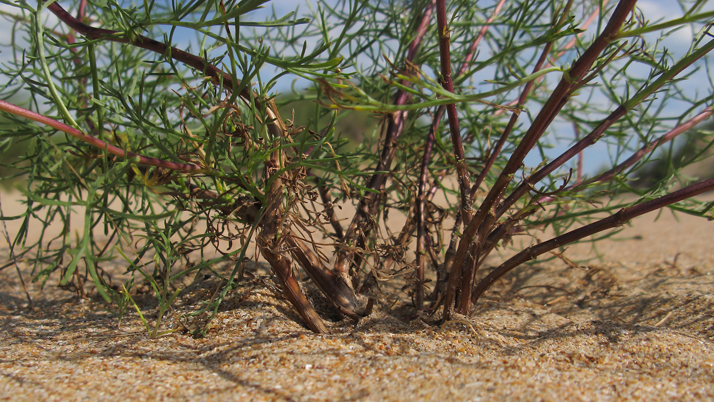 Image of Artemisia arenaria specimen.