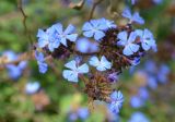 Ceratostigma plumbaginoides. Верхушка веточки с соцветием. Крым, Южный Берег, Партенит, парк ЛОК \"Айвазовское\". 18.10.2015.