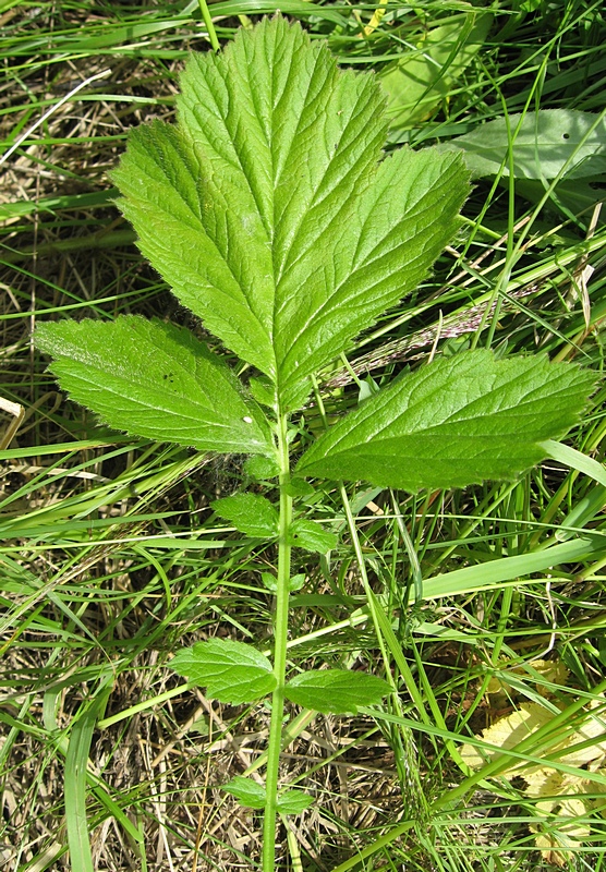 Image of Geum rivale specimen.