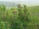 Rosa acicularis