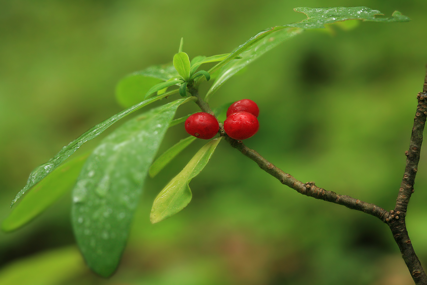 Изображение особи Daphne jezoensis.